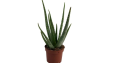 ALoe Vera Plante en pot 12 cm