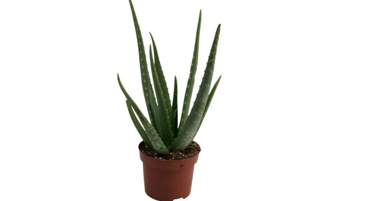 ALoe Vera Plante en pot 12 cm