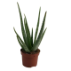 ALoe Vera Plante en pot 12 cm