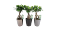 Ficus Ginseng en Pot Céramique – 13 cm