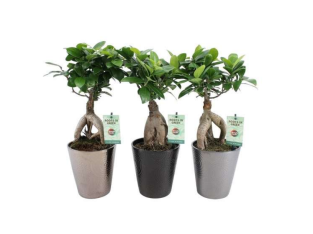 Ficus Ginseng en Pot Céramique – 13 cm