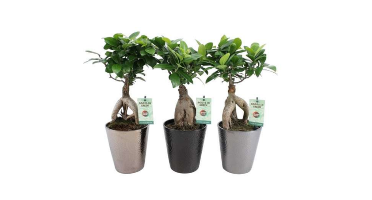 Ficus Ginseng en Pot Céramique – 13 cm