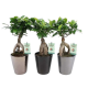 Ficus Ginseng en Pot Céramique – 13 cm