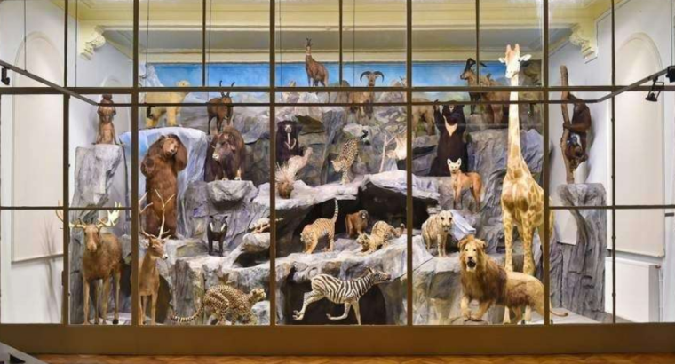 Le Musée d’Histoire Naturelle de Lille fête ses 200 ans ===>ENTREE GRATUITE