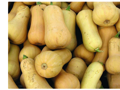 Courge Butternut – Catégorie 1 -Calibre 1.2/1.5 kg