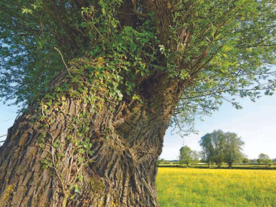 Parc naturel régional de l’Avesnois : Distribution gratuite de 1000 perches de saules