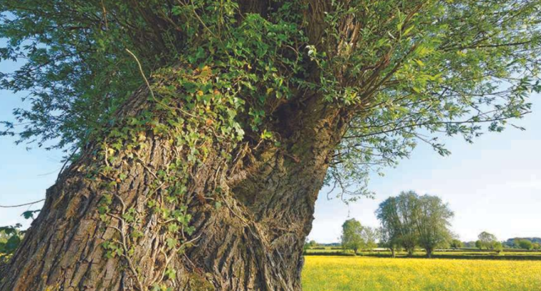 Parc naturel régional de l’Avesnois : Distribution gratuite de 1000 perches de saules