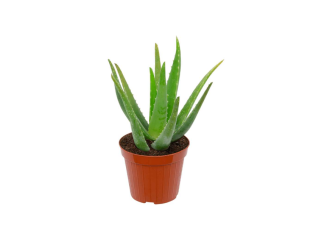 Aloe vera en pot – Hauteur 30 cm, diamètre 12 cm