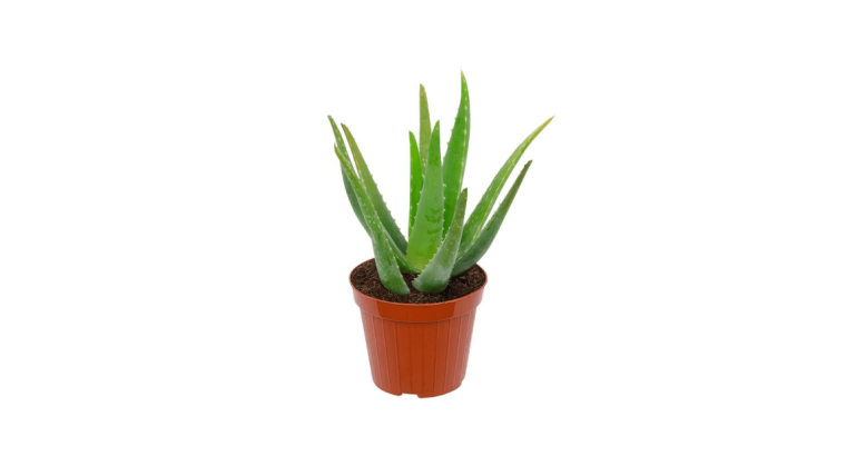 Aloe vera en pot – Hauteur 30 cm, diamètre 12 cm