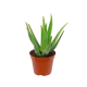 Aloe vera en pot – Hauteur 30 cm, diamètre 12 cm