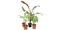 Profitez de -50 % : Lot de 4 bananiers – mypalmshop.fr