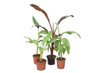 Profitez de -50 % : Lot de 4 bananiers – mypalmshop.fr