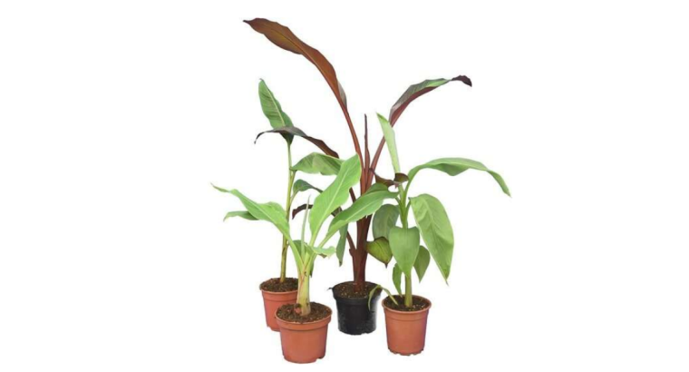 Profitez de -50 % : Lot de 4 bananiers – mypalmshop.fr