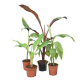 Profitez de -50 % : Lot de 4 bananiers – mypalmshop.fr