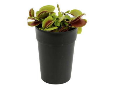 Gardenline Plante Carnivore – Hauteur 20 cm