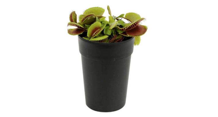 Gardenline Plante Carnivore – Hauteur 20 cm