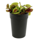 Gardenline Plante Carnivore – Hauteur 20 cm