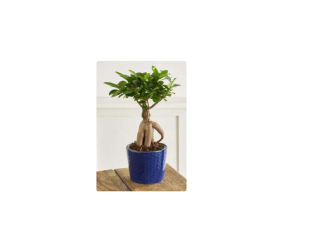 Plante en pot Ficus Ginseng – Hauteur 30/35 cm