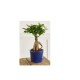 Plante en pot Ficus Ginseng – Hauteur 30/35 cm