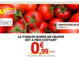 Tomates rondes en grappe – Catégorie 1