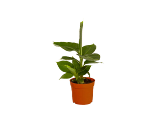 Bananier Gardenline – Hauteur 30 cm