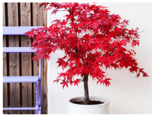 Érable du Japon Gardenline – Hauteur 40 cm