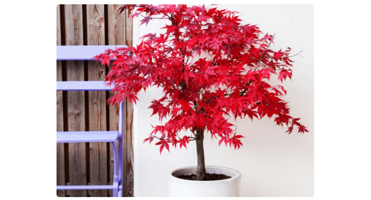 Érable du Japon Gardenline – Hauteur 40 cm