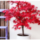 Érable du Japon Gardenline – Hauteur 40 cm