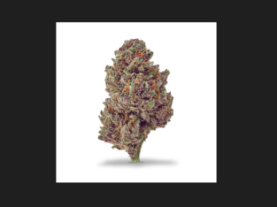 La remarquable fleur CBD Purple Punch qui favorise la détente