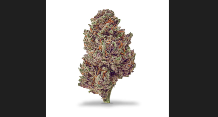 La remarquable fleur CBD Purple Punch qui favorise la détente