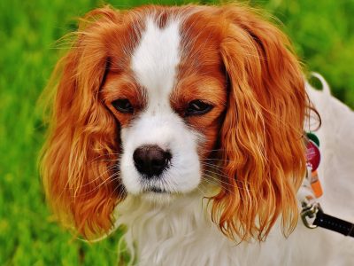 Signes de maladie chez les chiens et solutions naturelles : conseils d’un passionné canin !!