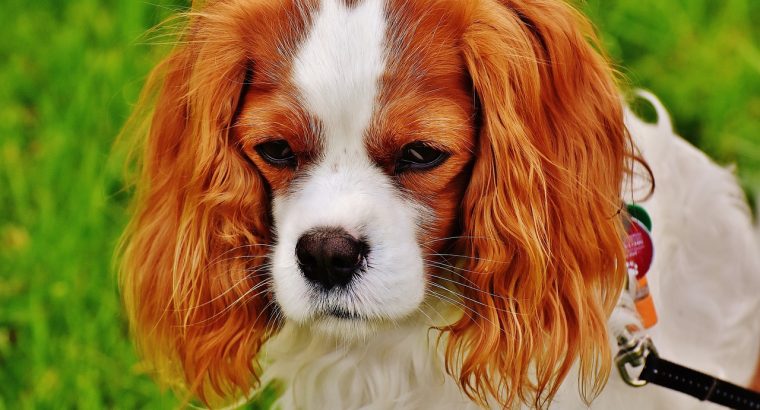 Signes de maladie chez les chiens et solutions naturelles : conseils d’un passionné canin !!