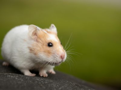 Adopter un hamster : tout ce qu’il faut savoir !