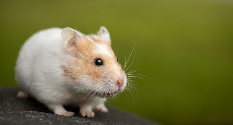 Adopter un hamster : tout ce qu’il faut savoir !