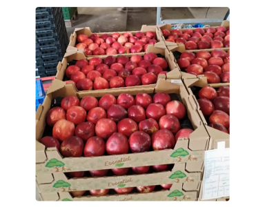 Distribution gratuite de 2000 Kg de fruits – Nîmes (30)