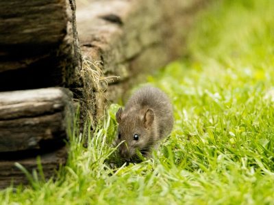 Comment protéger votre maison des rongeurs?