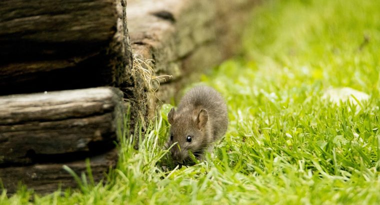 Comment protéger votre maison des rongeurs?