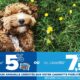 Assurance CHIEN : Jusqu’à 7,5% reversés sur votre Cagnotte Fidélité Carrefour !